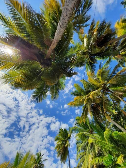 Ti Sucrier Jaune - Douceur Caraibe Vue Mer Le Carbet Dış mekan fotoğraf