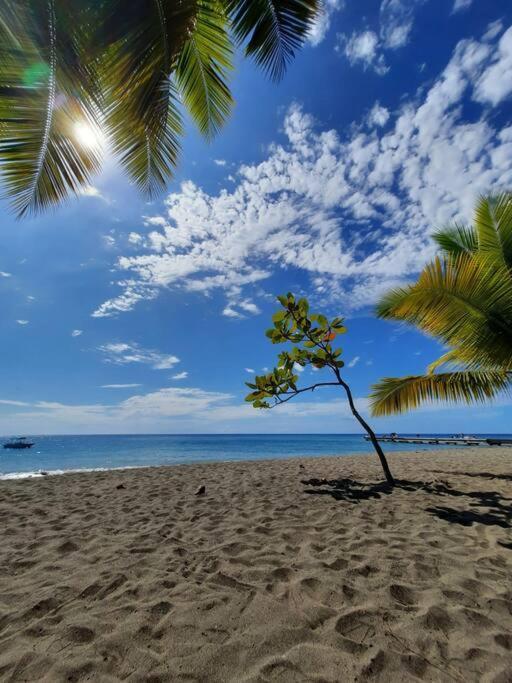 Ti Sucrier Jaune - Douceur Caraibe Vue Mer Le Carbet Dış mekan fotoğraf